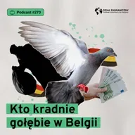 Kto kradnie gołębie w Belgii (Dział Zagraniczny Podcast#270)