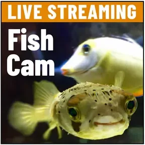 FishCam