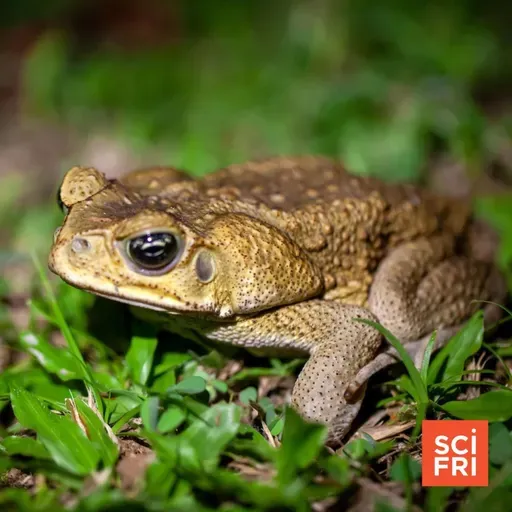 1049: How Cannibalistic Tadpoles Could Curb Invasive Cane Toads
