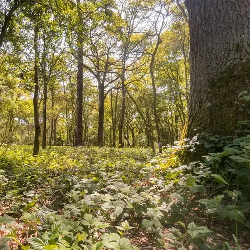 Summer In The Forest