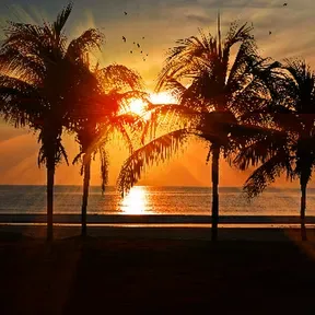 Cocote