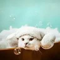Não é frescura! Sinais de que o seu pet não está bem