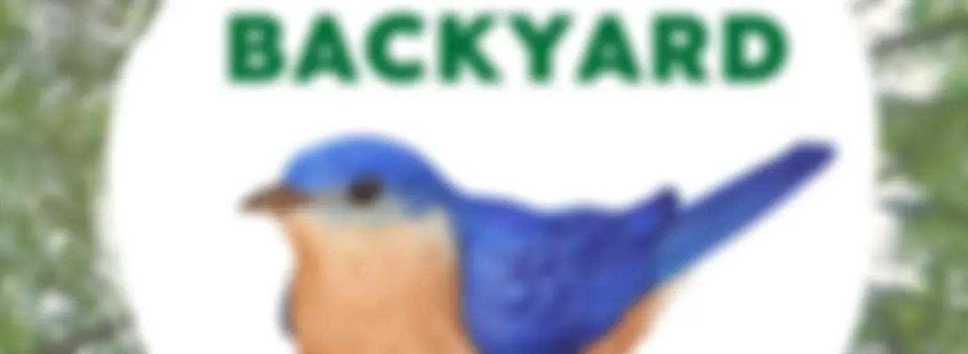 Jack's Backyard