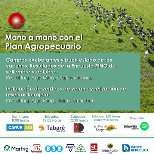 Campos exuberantes y buen estado de los vacunos. Instalación de verdeos de verano y realización de reservas forrajeras.