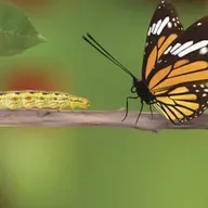 La Transformacion De Una Mariposa.