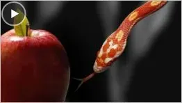 Как побеждать искушения?