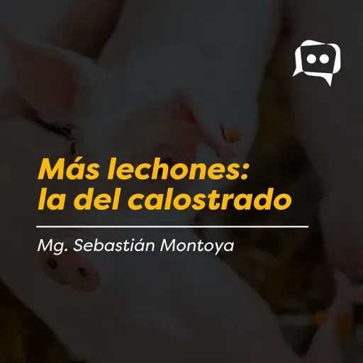 Más lechones: la del calostrado