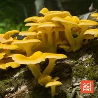 A Delicious But Invasive Mushroom Could Affect Fungal Diversity