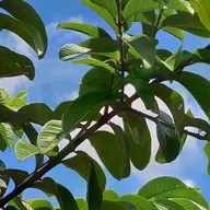 Estação Espírita 64