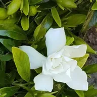 JAZMÍN DEL CABO la flor de la Navidad - Dr. Bernardo Ferrando - BUENVIVIR