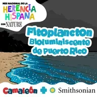 Fitoplancton: el mar que brilla en Puerto Rico 💡🌌