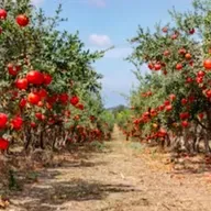 Frutos incircuncisos