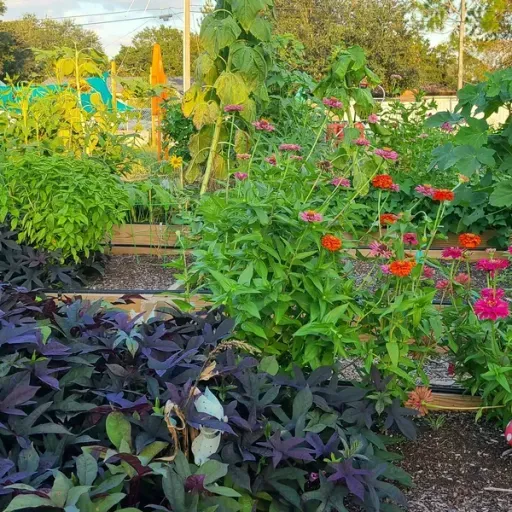 South of Gandy community garden with Sandi Thompson & Charlotte Hillman