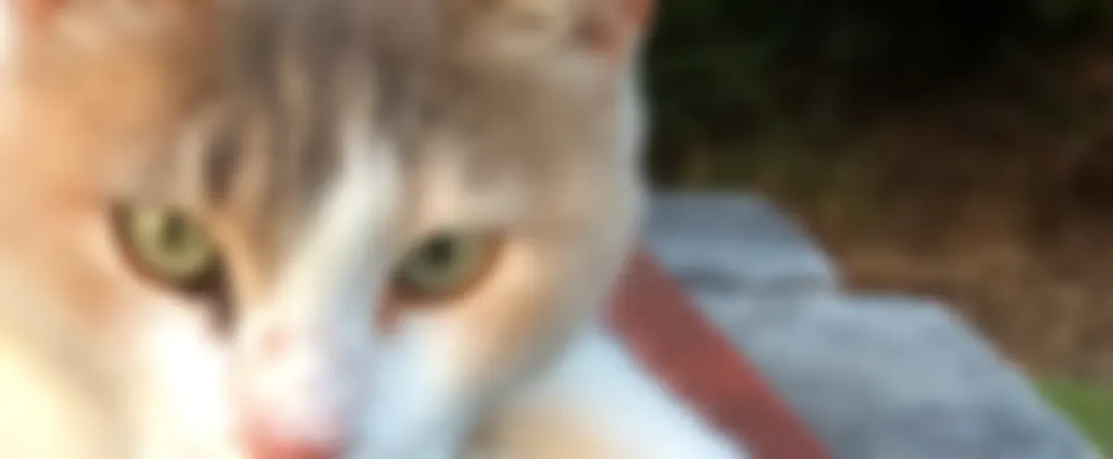 Burning of the Midnight Oil