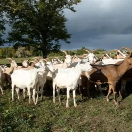 Sufrir es la voluntad de Dios