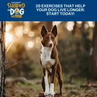 20 Exercises That Help Your Dog Live Longer: Start Today! #317