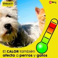 Episodio 127: El calor también afecta a perros y gatos