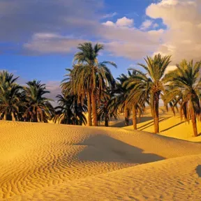 كلمات الحياة" ، "الأخبار السارة" ، "ترانيم الإنجيل" - اللغات الرئيسية المستخدمة في تونس" // "Words of Life", "Good News", "Gospel Songs" - Major Languages Spoken in Tunisia /