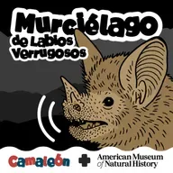 Murciélago de labios verrugosos: Radar con orejas gigantes