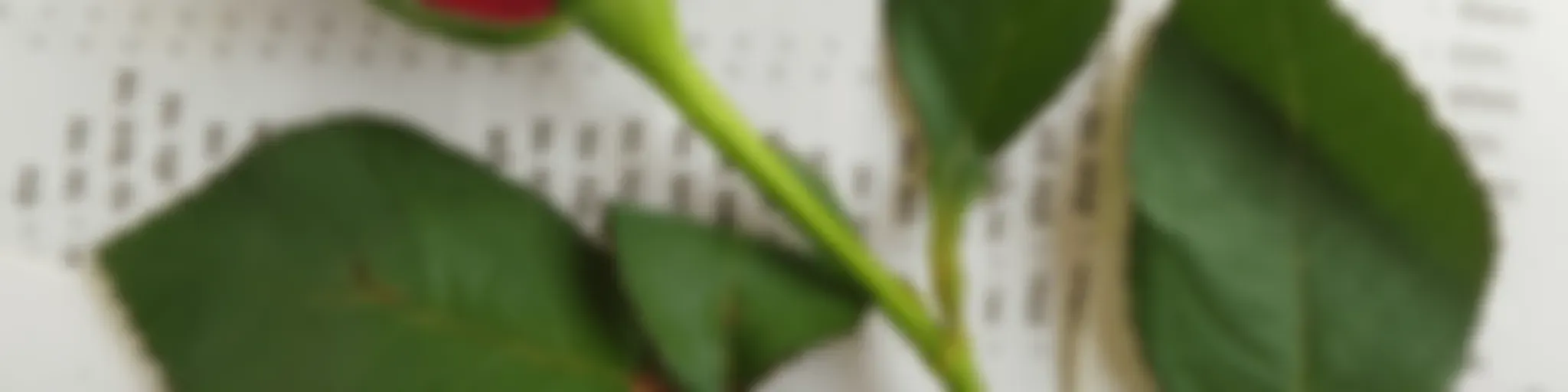 "Sin Palabras" (Poema)