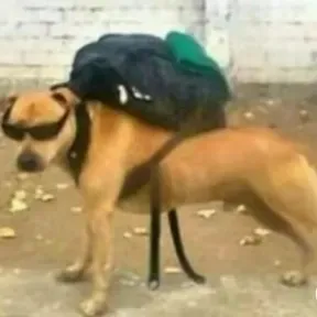 Link do gera