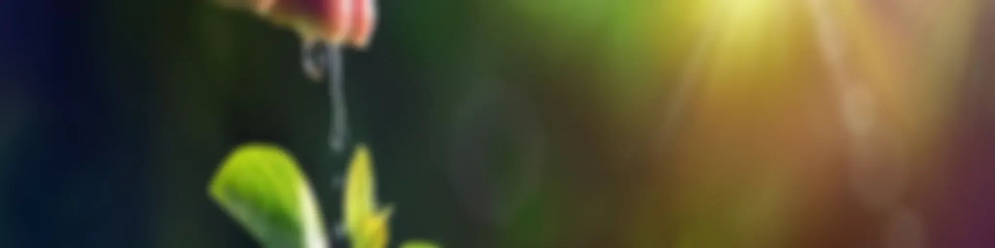 Predicaciones IPUC 2019