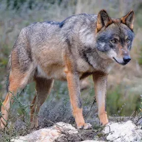 El aullido de el lobo