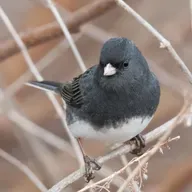 Letter to a Dark-eyed Junco