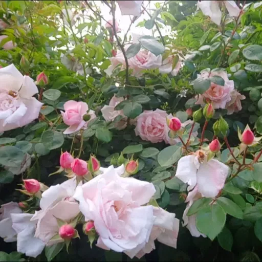 Siempre. Nunca. Todo