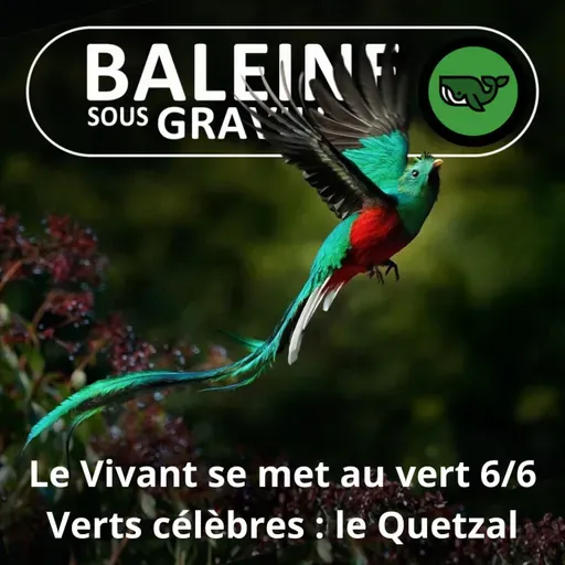 S07E78 Allez les Verts ! 6/6 : Le Quetzal (et autres verts célèbres...)