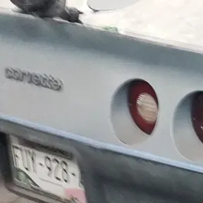 Cómo tan muchacho.samp