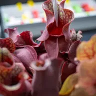 Ep. 551 - Sagebrush, Pitcher Plants, & Leaf Microbiomes