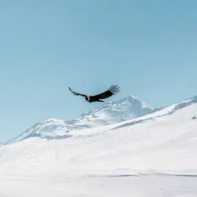 EL RINCON DEL CONDOR