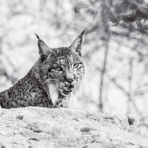 Aura, a “mamã” lince ibérico com 900 descendentes que ajudou a salvar a espécie