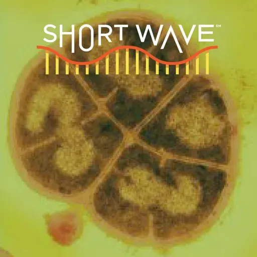 Conan The Bacterium's Superpower: Resisting Radiation