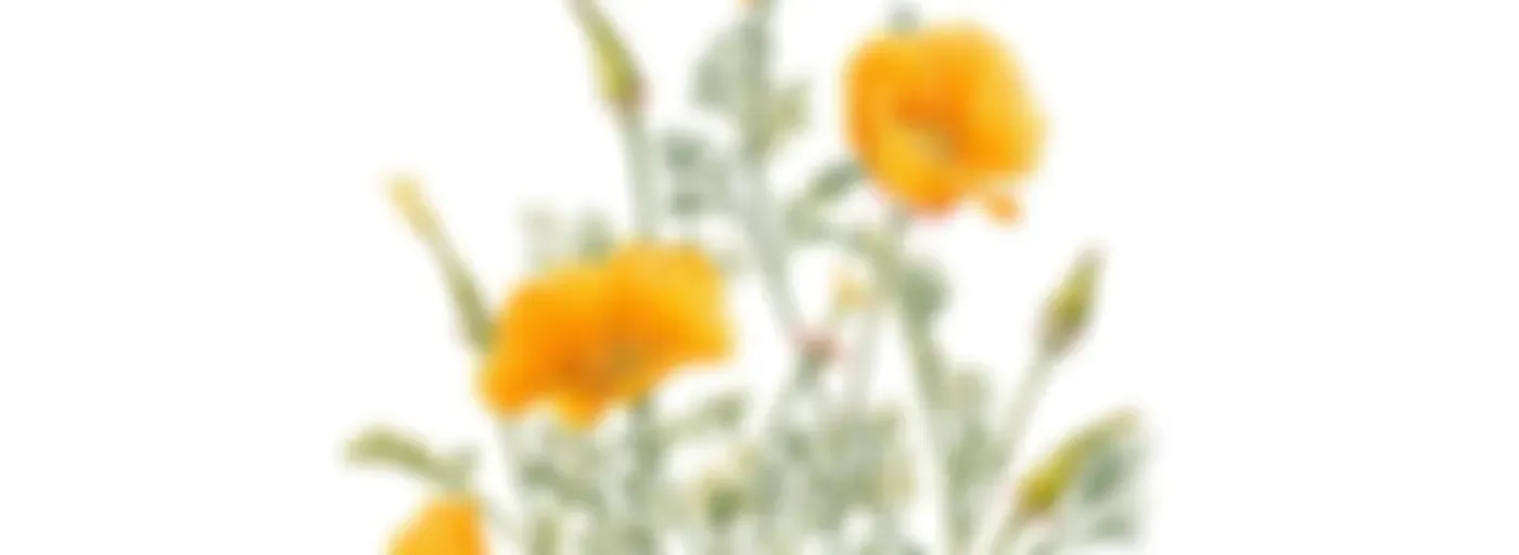 Botanitopya