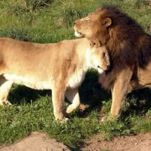 A Lion's Mentality