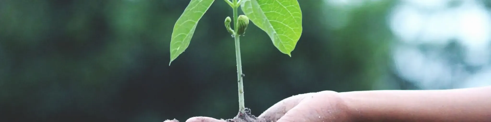 Radio Semillas Proféticas