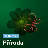 Máme rádi zvířata: Flyball se jediný kolektivní psí sport. Běhá se přes překážky pro míček ve štafetě čumák na čumák
