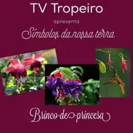 Símbolos de Nossa Terra - Brinco de Princesa