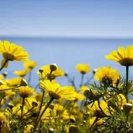 SylviaM - Vamos a vencer - Un café con tu voz - 21032020