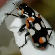 Vaquitas de San Antonio: Ciencia ciudadana frente a especies invasoras