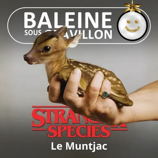 STRANGER SPECIES 12/12 : Le Muntjac aboie, le traineau de Noël passe