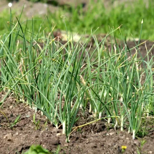 El que vale para madrugar vale para «remudar»