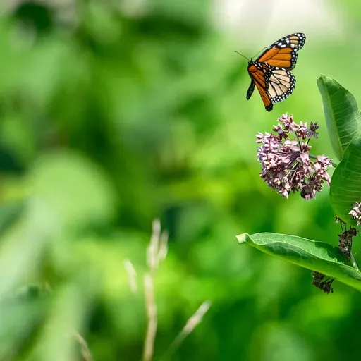 Endangered species protections, Involuntary commitments, Eau Claire war veteran