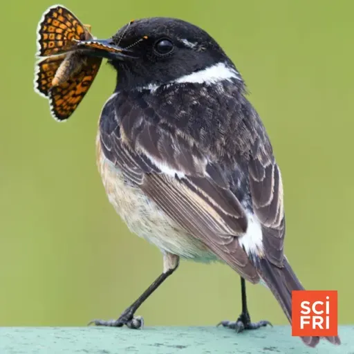 Moth Survival Strategies And A Rodent Thumbnail Mystery