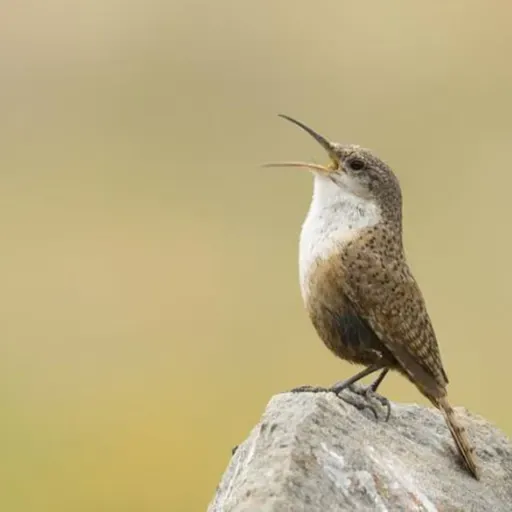 The Songs of Desert Wrens
