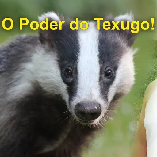 As Cartas Xamânicas, os Animais e seu Poder- O Texugo