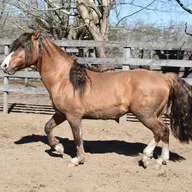 Oração do cavalo