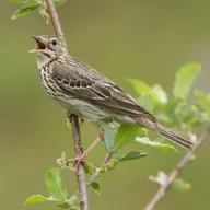 Wie können Vögel so laut und ohne Unterbrechung singen?